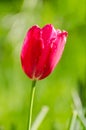 Red tulip close up Royalty Free Stock Photo