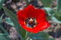 Red tulip close-up top view tulip core with stamens. Royalty Free Stock Photo