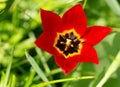 Red tulip close-up