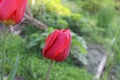 Red tulip with closed cup.