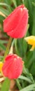 red tulip closed with rain dew drops, passion, love, lust