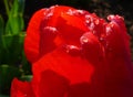 Red tulip petal closeup with rain drops and blurred soft green background Royalty Free Stock Photo