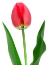 Red tulip closeup isolated Royalty Free Stock Photo