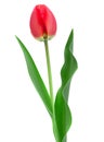 Red tulip closeup on white Royalty Free Stock Photo