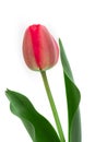 Red tulip closeup on white Royalty Free Stock Photo