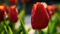 red tulip closeup on a sunny day Royalty Free Stock Photo