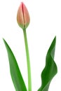 Red tulip closeup on white Royalty Free Stock Photo