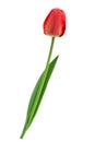 Red tulip closeup on white Royalty Free Stock Photo