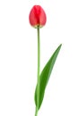 Red tulip closeup on white Royalty Free Stock Photo