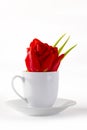 Red tulip in coffe cup isolated