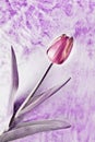 Red tulip on colored background Royalty Free Stock Photo