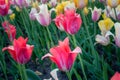 Red tulip on colorful background