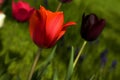 Red Tulip Royalty Free Stock Photo