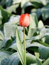 Red tulip covered by rain drops in a field with green tulip leaves Royalty Free Stock Photo