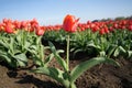 Red tulip covered by rain drops in front of a large dutch tulip field Royalty Free Stock Photo