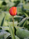 Red tulip covered by rain drops surrounded by green leaves Royalty Free Stock Photo