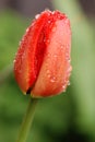 Red tulip covered with raindrops Royalty Free Stock Photo