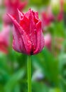 Red tulip covered in raindrops Royalty Free Stock Photo