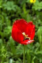 Red tulip. Cultivated flower. Royalty Free Stock Photo
