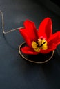 Red tulip on dark background with natural organic tied bow. Wallpaper postcard for holiday. Valentines Mothers Womans day. Royalty Free Stock Photo