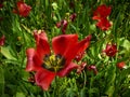 Red tulip with dark centre in full bloom. Close up with fresh green background Royalty Free Stock Photo