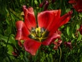 Red tulip with dark centre in full bloom. Extreme close up with fresh green background Royalty Free Stock Photo