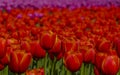 Red tulip details