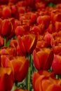 Red tulip details