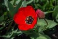 Red tulip with dew drops Royalty Free Stock Photo