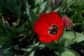 Red tulip with dew drops Royalty Free Stock Photo