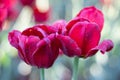 Red tulip with dew drops Royalty Free Stock Photo