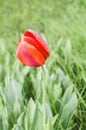 Red tulip in drops of dew on a background of light green grass in the spring afternoon Royalty Free Stock Photo