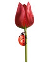 Red tulip in drops of dew and a ladybird on a stalk isolated on white.