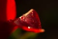 Red tulip drops macro. Beautiful sensual floral background