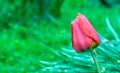 Red tulip. Drops of spring rain on red tulips. Background close up, raindrops on flower