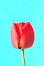 Red tulip with drops of water on petals with light blue background Royalty Free Stock Photo