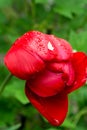 Red tulip fades in drops after rain, Royalty Free Stock Photo