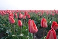 Red tulip field