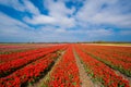 Red Tulip Field. Blooming red tulips in field near Lisse, South Holland. Vibrant red flowers in spring Royalty Free Stock Photo