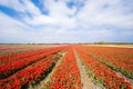 Red Tulip Field. Blooming red tulips in field near Lisse, South Holland. Vibrant red flowers in spring