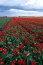 Red Tulip field Netherlands Holland meadow scenery flower Royalty Free Stock Photo