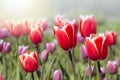 Red tulip field spring background