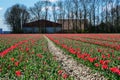 Red tulip fields Royalty Free Stock Photo