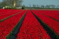 Red tulip fields in the dutch countryside, South Holland, the Netherlands Royalty Free Stock Photo