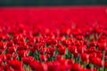 Red tulip fields in the dutch countryside, South Holland, the Netherlands Royalty Free Stock Photo