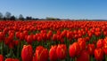 Red Tulip Fields Royalty Free Stock Photo