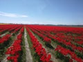 Red tulip fields in rows Royalty Free Stock Photo