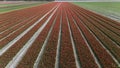 red tulip fields in spring in the netherlands dronehoto Royalty Free Stock Photo