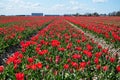 Red Tulip Fields Royalty Free Stock Photo