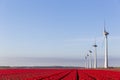 Red tulip fields and wind turbines in the Flevoland Royalty Free Stock Photo